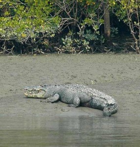 sundarban tourist boat point