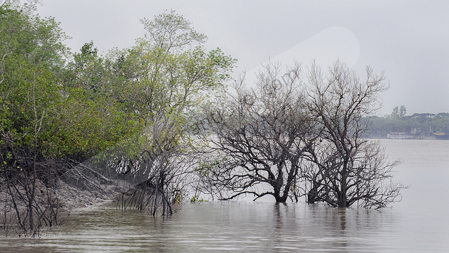 sundarban ship tour