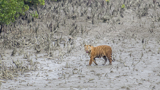 sundarbans tiger tour