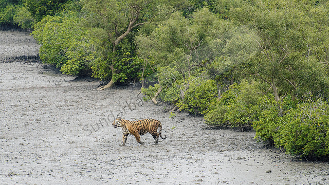 sundarban tourist point