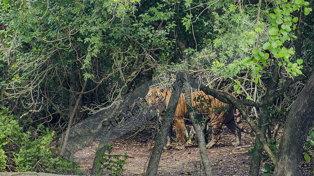 sundarban tourist point