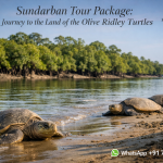 Sundarban Tour Package: A Journey to the Land of the Olive Ridley Turtles