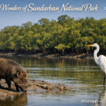 Discover the Sundarbans Wildlife Tour