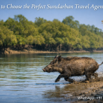 How to Choose the Perfect Sundarban Travel Agent