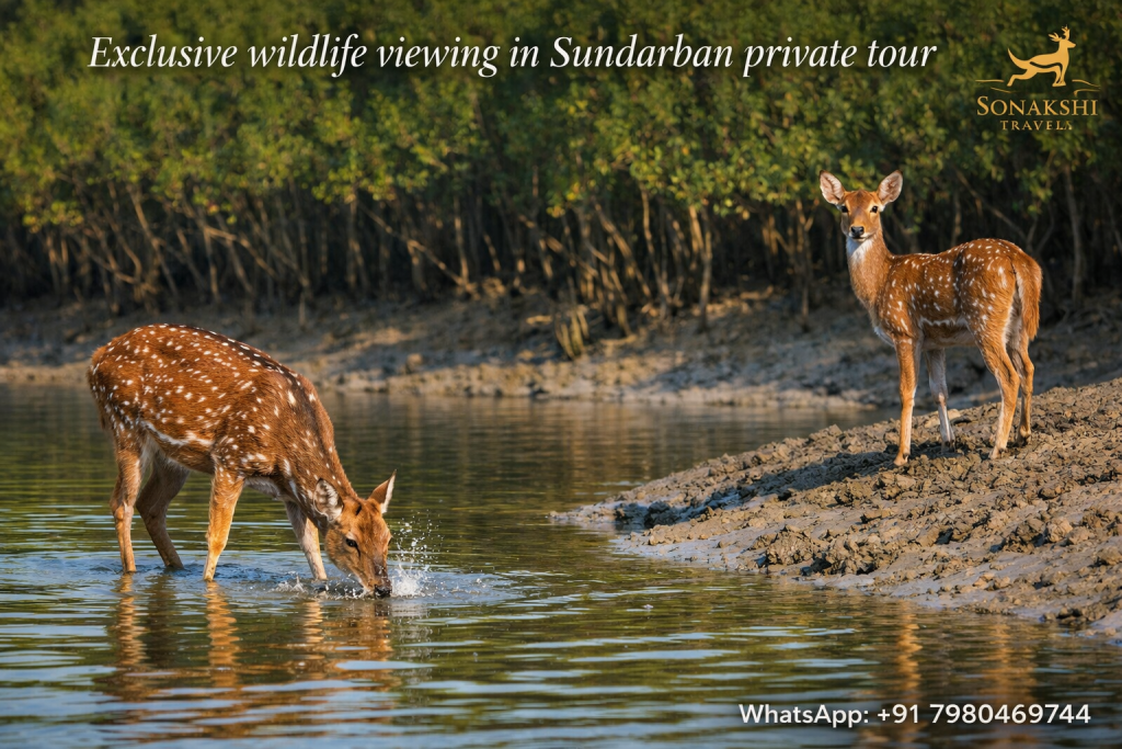 Exclusive wildlife viewing in Sundarban private tour