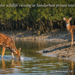 Exclusive wildlife viewing in Sundarban private tour