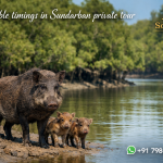 Flexibile timings in Sundarban private tour