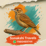 Indian Bushlark