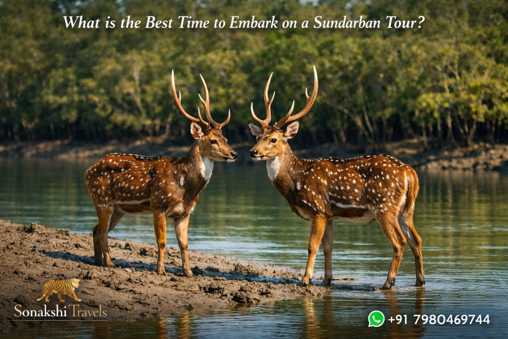 What is the Best Time to Embark on a Sundarban Tour