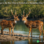 What is the Best Time to Embark on a Sundarban Tour