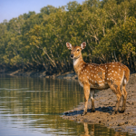 Where the River Kisses the Forest, a Sundarban Tour Begins Your Legacy