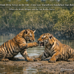 Come Lose Yourself on a Sundarban Tour Ride
