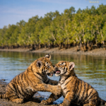Important Facts for Your Sundarban Tour