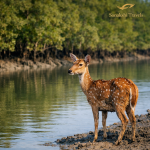 Sundarban Luxury Tour Package Offers Opulence Infused with Views