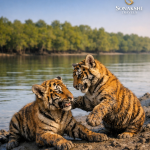 Sundarban Tour Guide: Essential Knowledge for an Enchanting Expedition