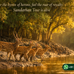 Hear the hymn of herons, feel the roar of royalty —Sundarban Tour is alive