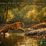 Not Just a Trip, but a Tale Whispered by Tides - Sundarban Tour