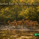 Sundarban Tour: The Forest is Your Story