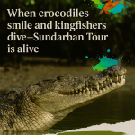 When crocodiles smile and kingfishers dive
