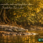 When crocodiles smile and kingfishers dive - Sundarban Tour is alive