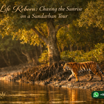 Life Reborn: Chasing the Sunrise on a Sundarban Tour