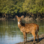 The Sundarban Tour Begins Where Maps End and Mysteries Call