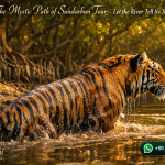 The Mystic Path of Sundarban Tour - Let the River Tell Its Story