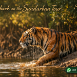 Embark on the Sundarban Tour