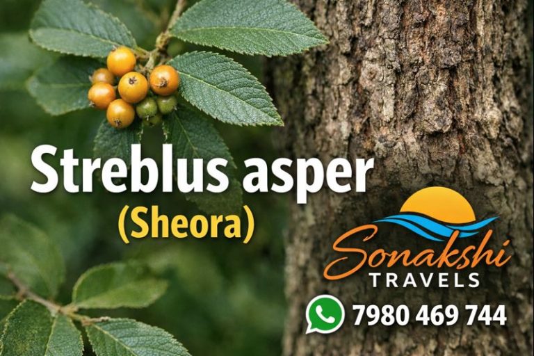 Streblus asper (Sheora) - Sonakshi Travels - Sundarban Private Luxury ...