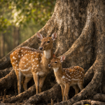 A Journey to the Land of the Sundari Trees