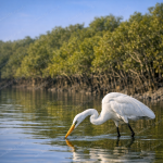Complete Guide to Planning a Sundarban Tour