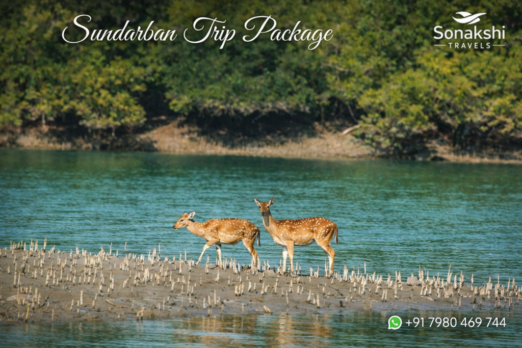 Sundarban Trip Package