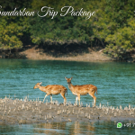 Sundarban Trip Package