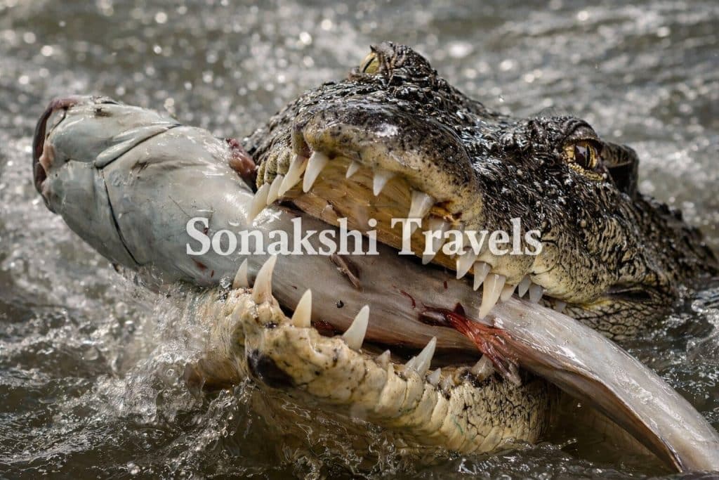 Sundarban-Tour-Crocodile-photo