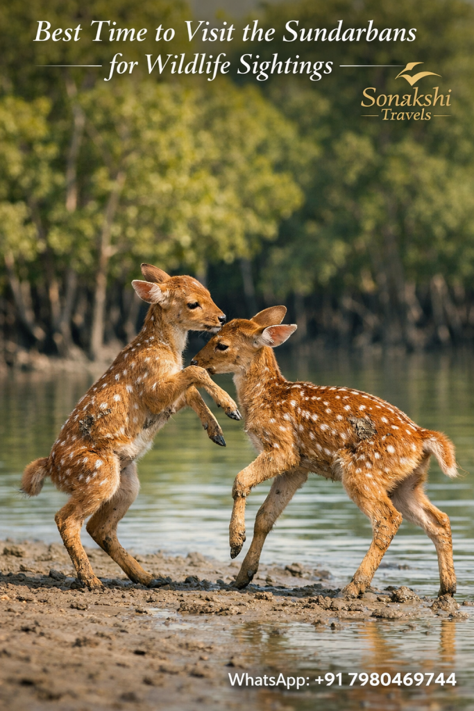 Best Time to Visit the Sundarbans for Wildlife Sightings