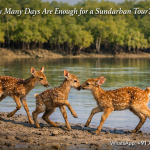 How Many Days Are Enough for a Sundarban Tour