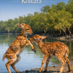How to Plan a Sundarban Tour from Kolkata