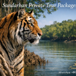 Private Sundarban Tour vs Group Tour Experience