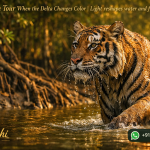 Sundarban Tour When the Delta Changes Color