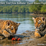 Sundarban Tour from Kolkata: Travel Routes Explained