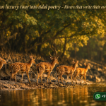 Sundarban luxury tour into tidal poetry - Rivers that write their own stories