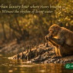 Sundarban luxury tour where rivers breathe - Witness the rhythm of living water