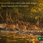 Sundarban private tour where calm meets danger
