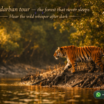 Sundarban tour — the forest that never sleeps