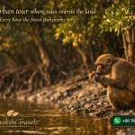 Sundarban tour where tides rewrite the land