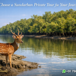 Why Choose a Sundarban Private Tour for Your Journey