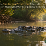 Why a Sundarban Private Tour Offers a Deeper, Slower, and More Meaningful Way to Experience the Living Delta
