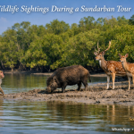 Wildlife Sightings During a Sundarban Tour