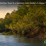 Sundarban Tour Is a Journey into India’s Unique Mangrove Zone