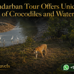 Sundarban Tour Offers Unique Views of Crocodiles and Water Birds
